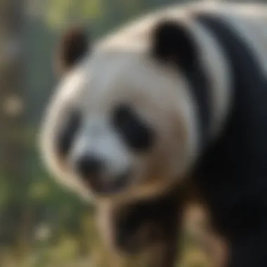 Panda Bear Conservation Efforts in Action