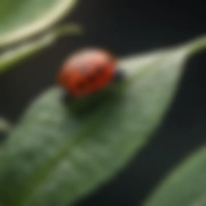 Tiny Ladybug Egg Attached to a Leaf