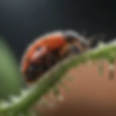 Emerging Larval Ladybug Feeding on Aphid