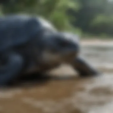 Leatherback Sea Turtle Ecosystem Role