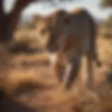Majestic Leopard Stalking Through Savanna