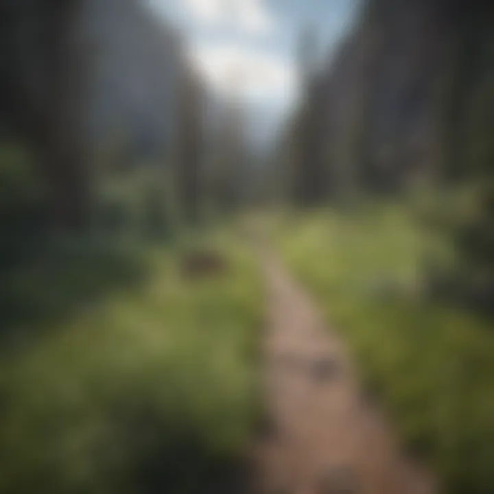 A scenic hiking trail winding through Montana's wilderness