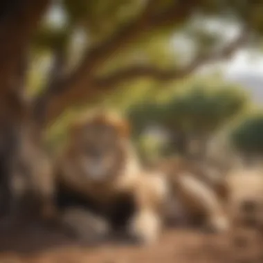 Lion pride resting under the shade of an acacia tree