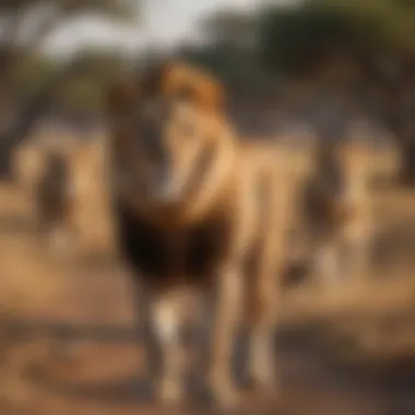 Lion pride hunting together in the golden African plains