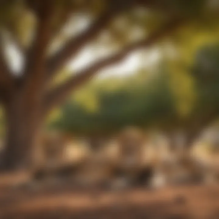 Lion Pride Resting Under the Acacia Tree
