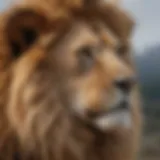 Regal Mane: A close-up of a lion's majestic mane