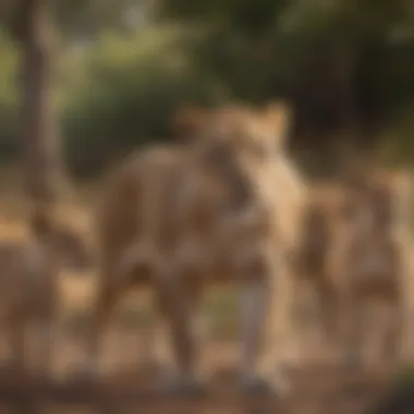 Lioness teaching cubs hunting techniques in a playful manner