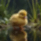 A fluffy yellow duckling exploring a pond