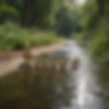 Ducklings following their mother in a serene natural setting