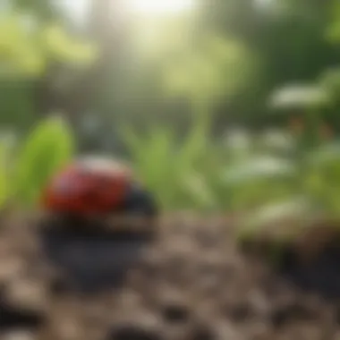 Ladybug exploring garden
