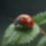 A natural ladybug perched on a green leaf