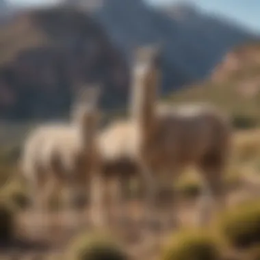 Llama Socializing in Natural Habitat