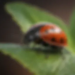 A close-up of a ladybug on a leaf
