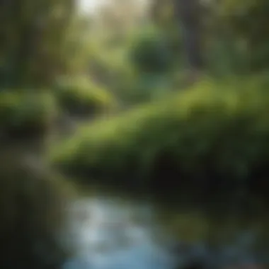 Lush Everglades Greenery Close-Up