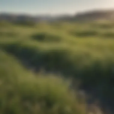 Verdant Grasslands of Nebraska Lush Grasslands of Nebraska