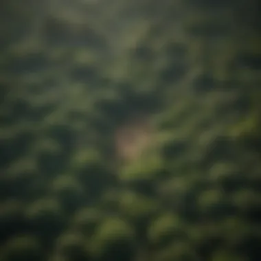 Aerial view of lush green African rainforest