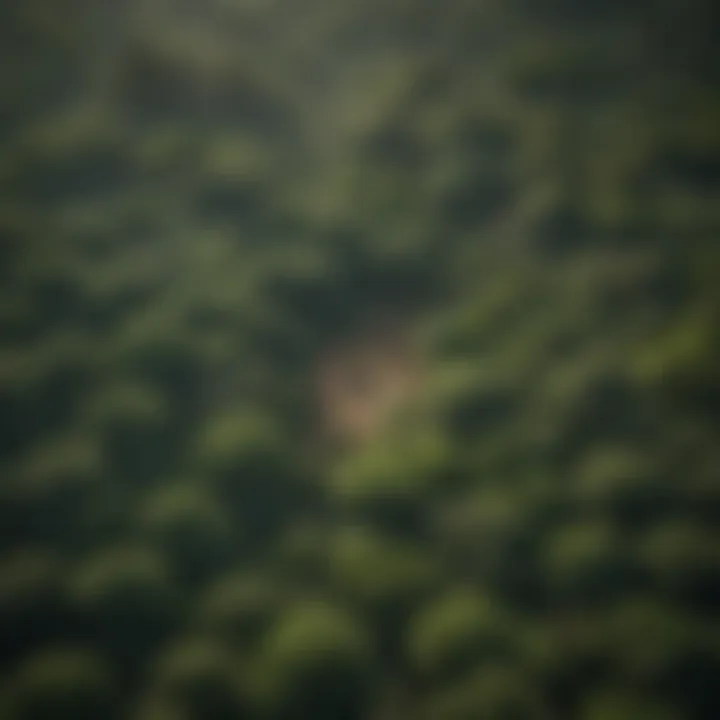 Aerial view of lush green African rainforest