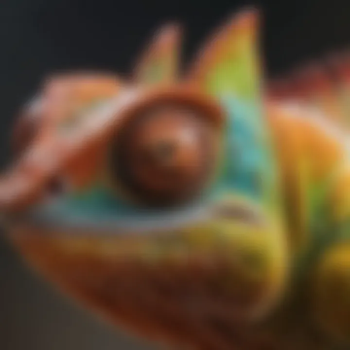 A close-up of a chameleon, showcasing Madagascar's iconic wildlife.