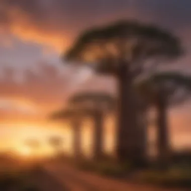 Baobab trees standing tall against a dramatic sunset in Madagascar