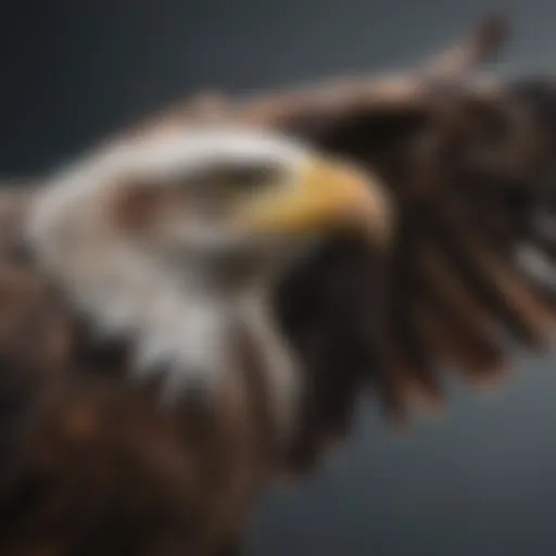 Magnificent Eagle in Flight