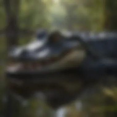 Majestic American Alligator in the Everglades