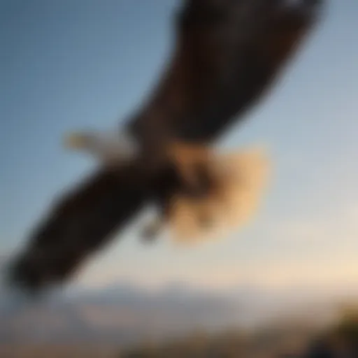 Majestic American Bald Eagle soaring in the sky