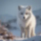 Majestic Arctic Fox in Snow