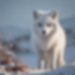 Majestic Arctic Fox in Snow