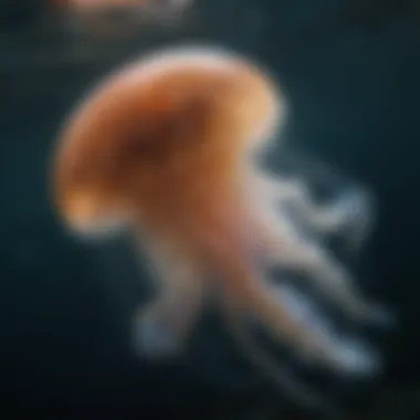 Majestic Aurelia Jellyfish floating gracefully in ocean waters