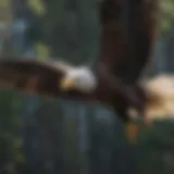 Majestic Bald Eagle in Flight