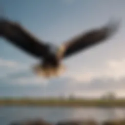 Majestic Bald Eagle Soaring Over Everglades State Park