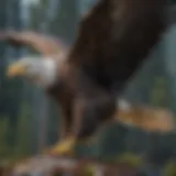 Majestic Bald Eagle Soaring in the Sky