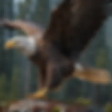 A Symbol of Freedom: The Majestic Bald Eagle in Flight Majestic Bald Eagle Soaring in the Sky