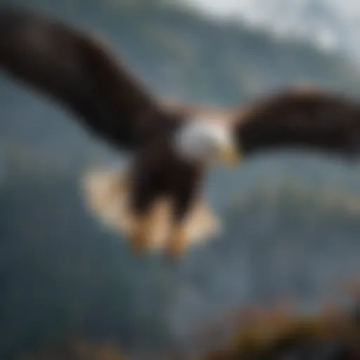 Majestic Bald Eagle Soaring Gracefully