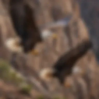 Majestic Bald Eagles Soaring Over Canyon