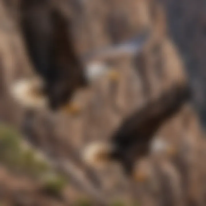 Majestic Bald Eagles Soaring Over Canyon