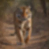 Majestic Bengal Tiger in Ranthambore National Park