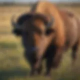 Majestic Bison roaming in Tallgrass Prairie National Preserve