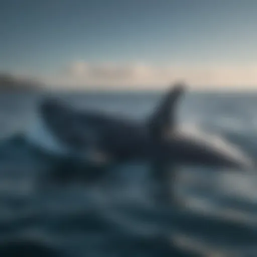 Majestic blue whale gracefully gliding through ocean depths