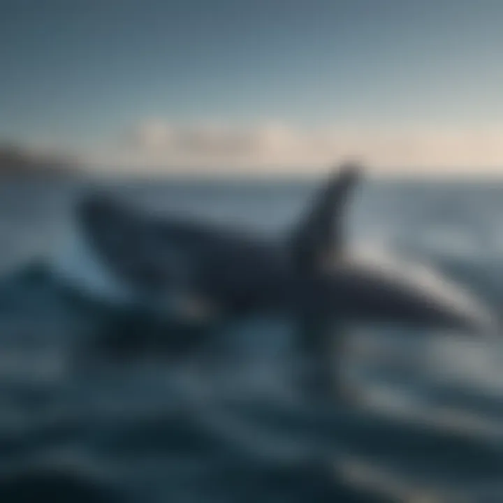 Majestic blue whale gracefully gliding through ocean depths