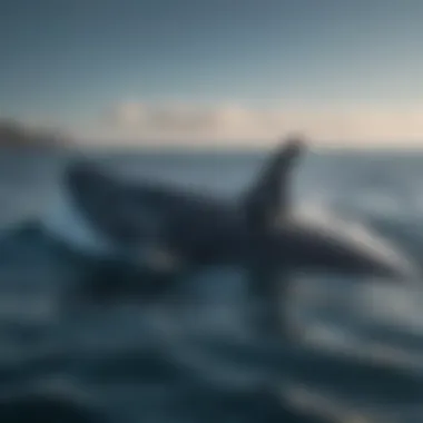 Blue Beauty: The Magnificent Whale Majestic blue whale gracefully gliding through ocean depths