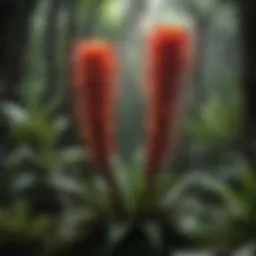 Majestic Bromeliads entwined with vines in the tropical rainforest