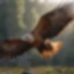 Majestic Brown Eagle in Flight