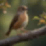 Majestic Brown Small Bird perched on a tree branch