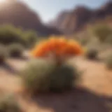 Majestic Desert Flora in Bloom