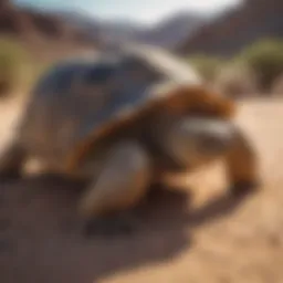 Majestic Desert Tortoise in its Natural Habitat
