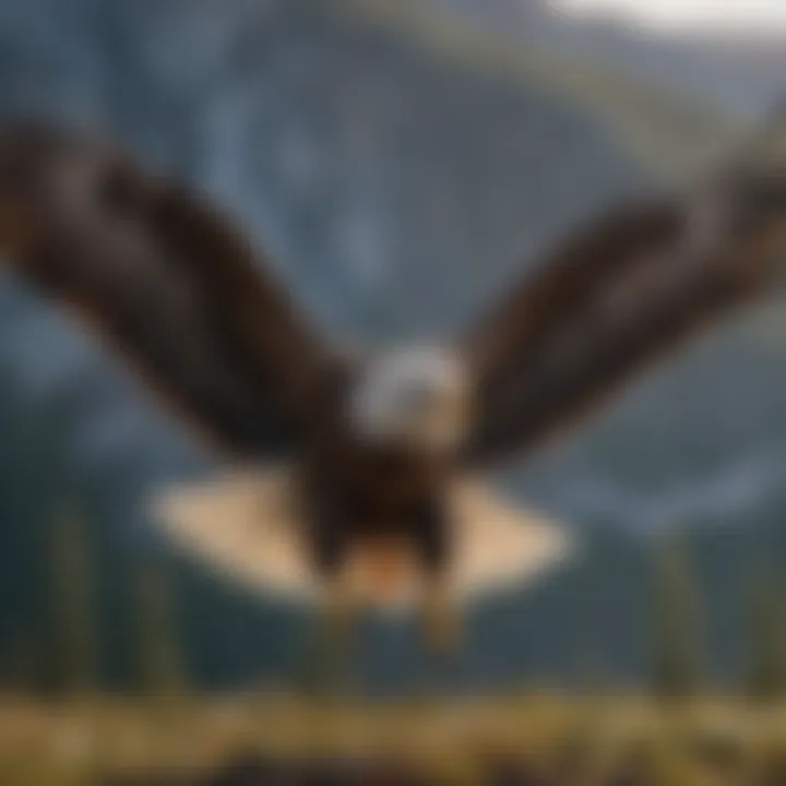 Majestic Eagle in Flight