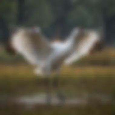 Graceful Elegance of the Whooping Crane