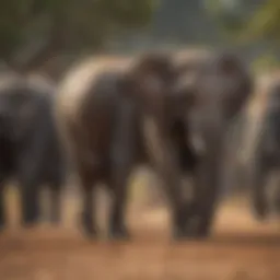 Majestic Elephant Herd in Natural Habitat