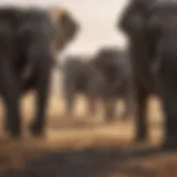 Majestic Elephant Herd Roaming in Savanna